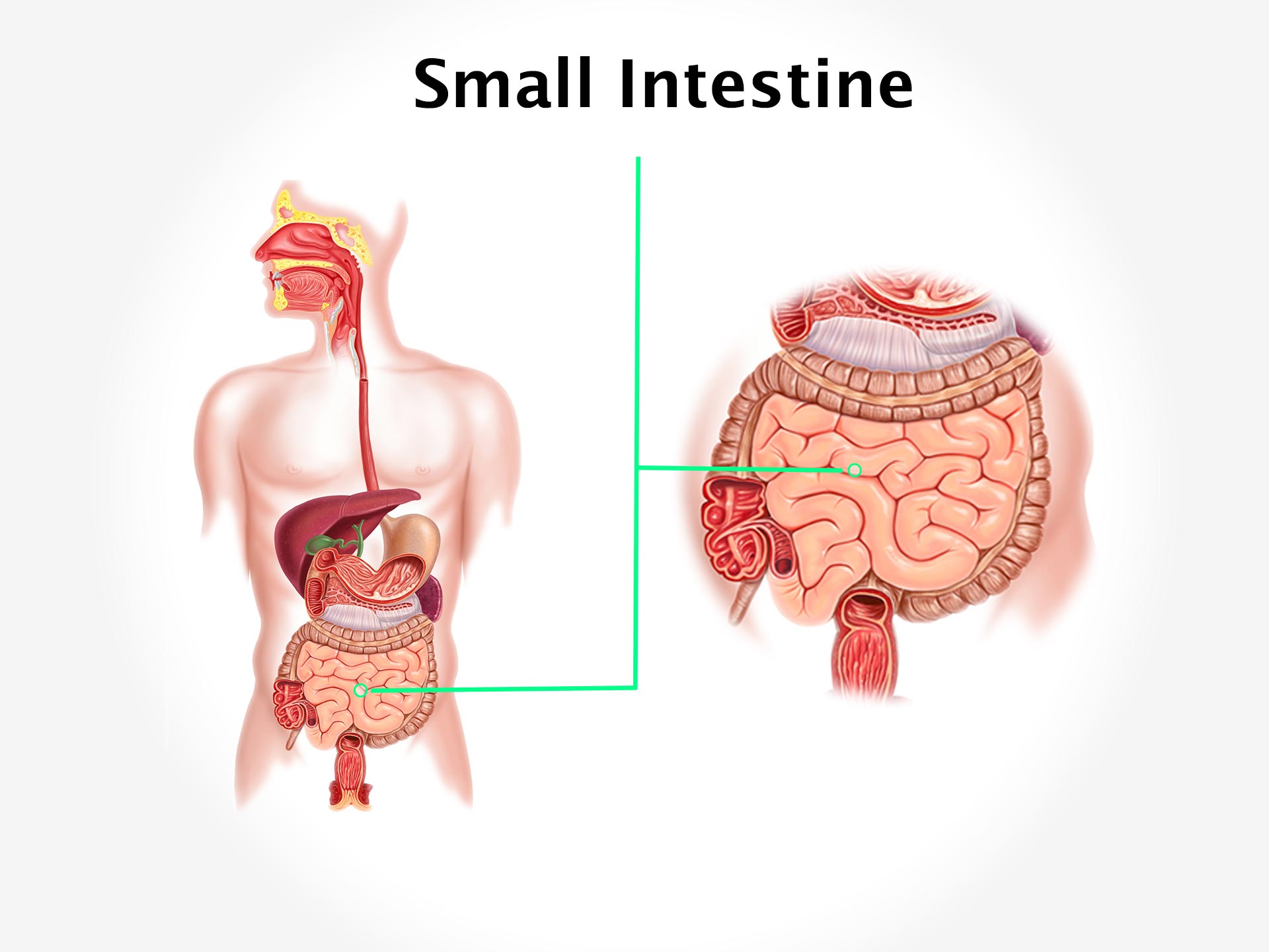 SMALL INTESTINE