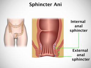 SPHINCTER ANI