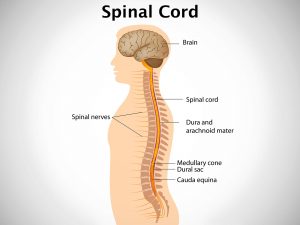 SPINAL CORD