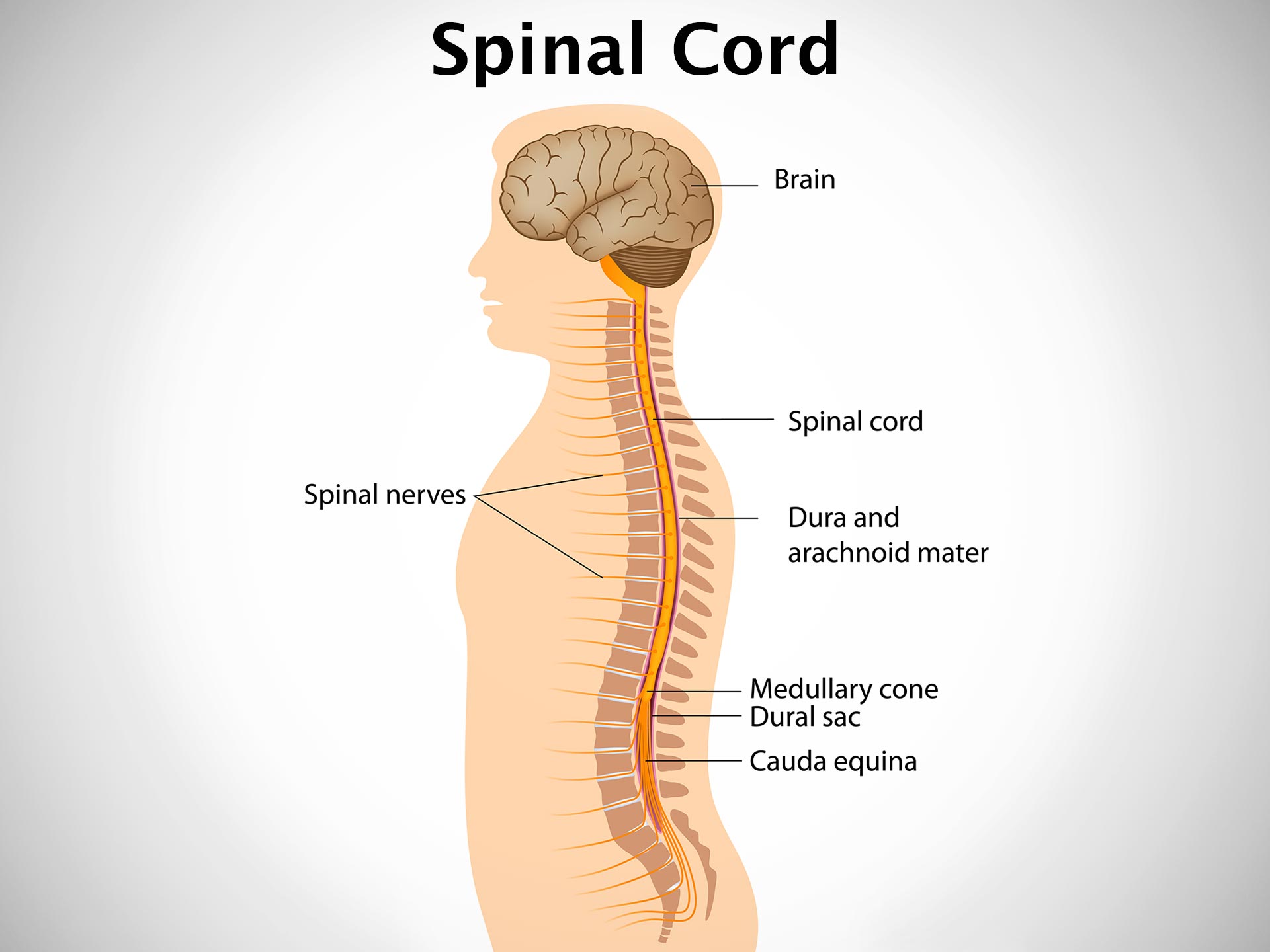 SPINAL CORD