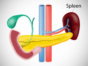 SPLEEN