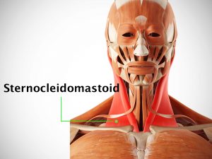 STERNOCLEIDOMASTOID