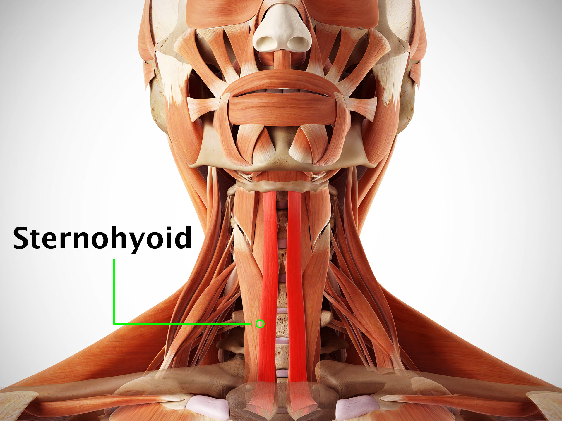 STERNOHYOID