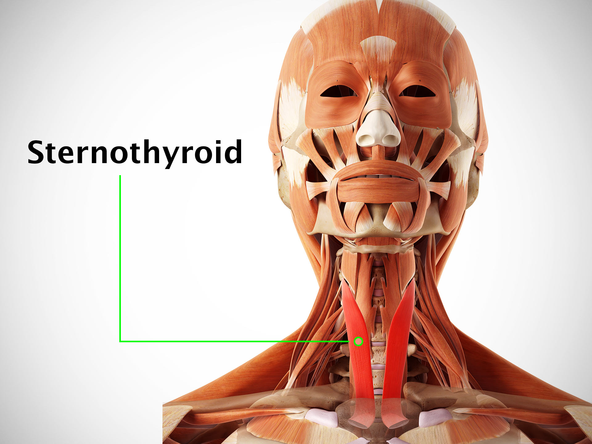 STERNOTHYROID