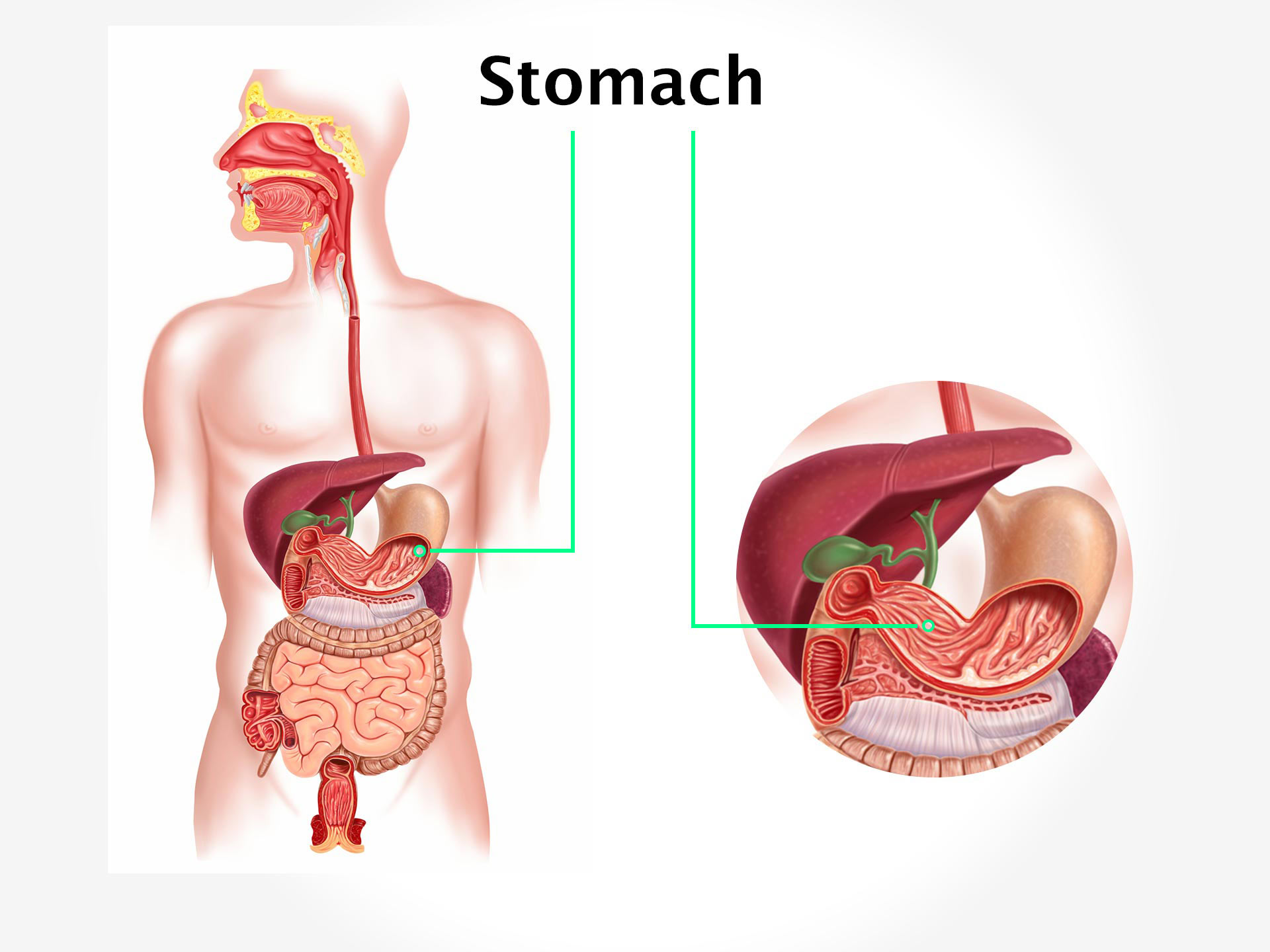 Abdomen (STOMACH)