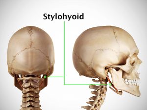 STYLOHYOID