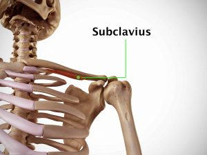 SUBCLAVIUS