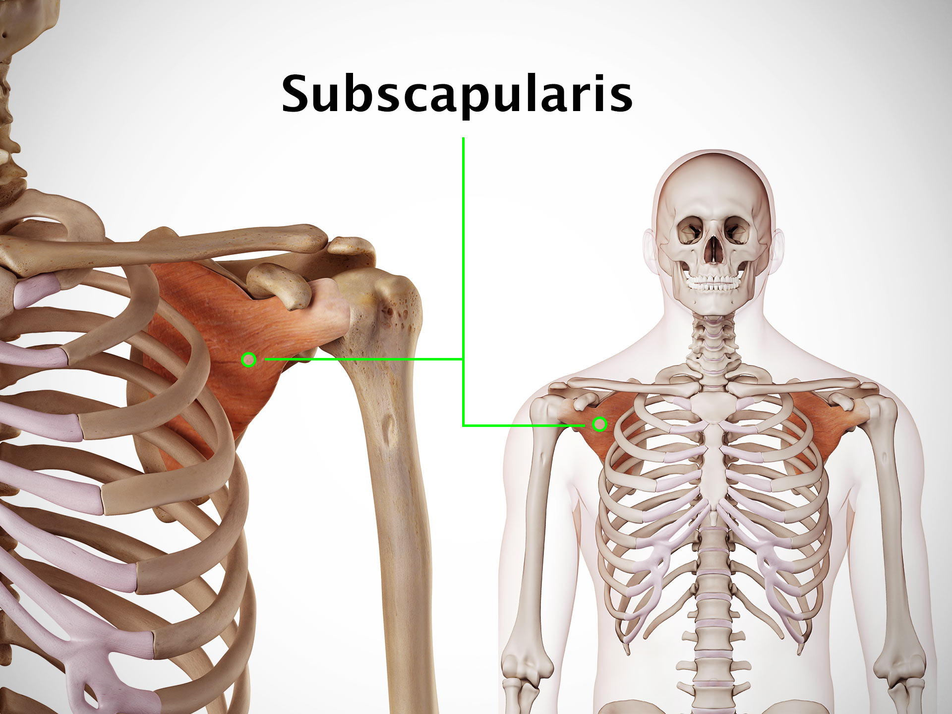 SUBSCAPULARIS