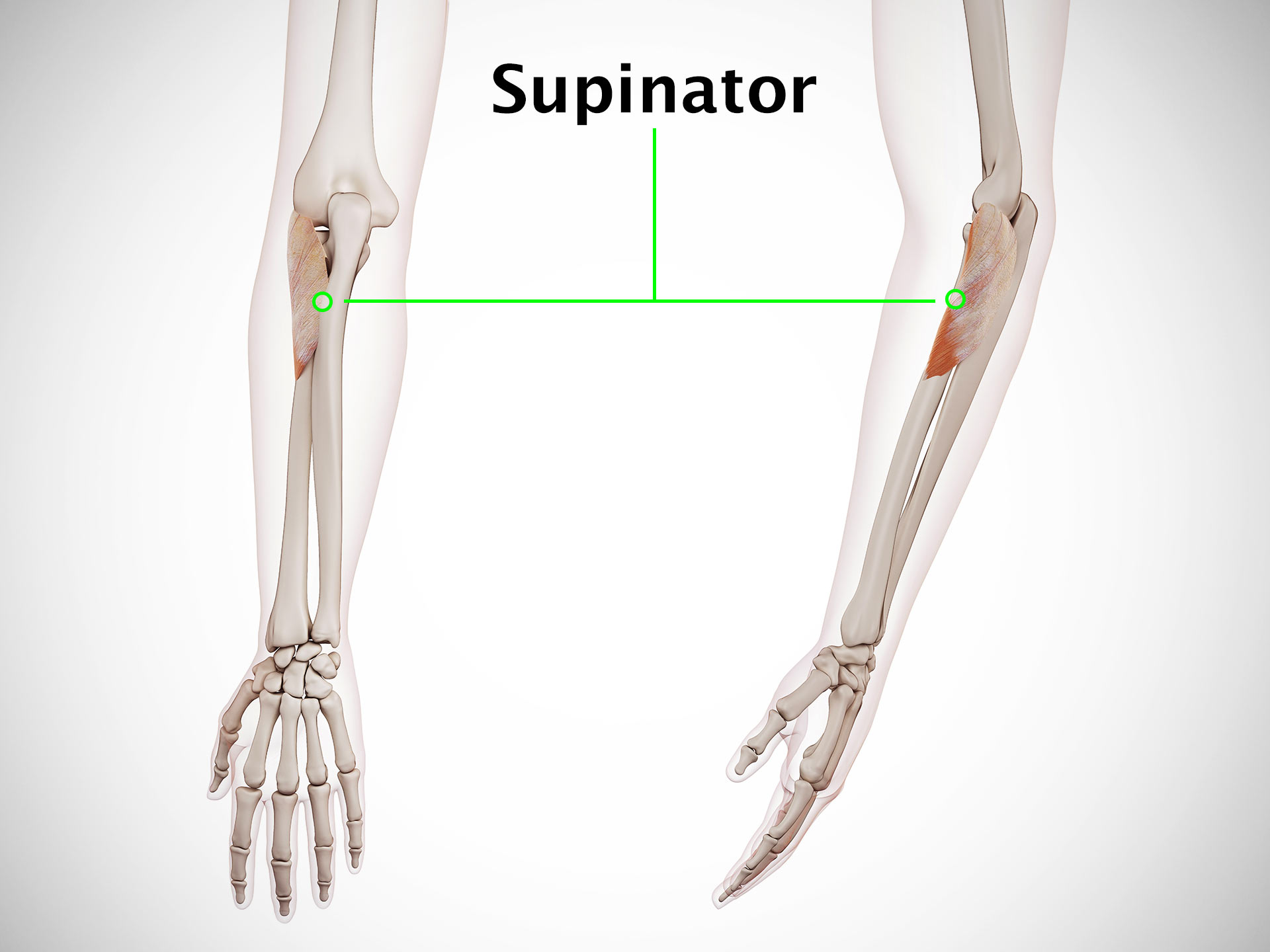 SUPINATOR