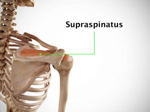 SUPRASPINATUS