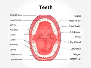 TEETH