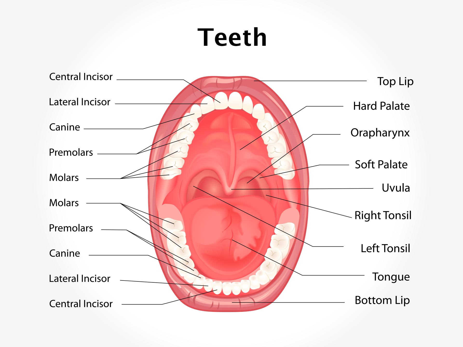 TEETH