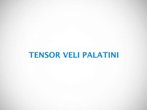 TENSOR VELI PALATINI