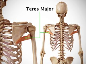 TERES MAJOR