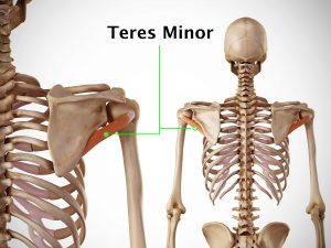 TERES MINOR