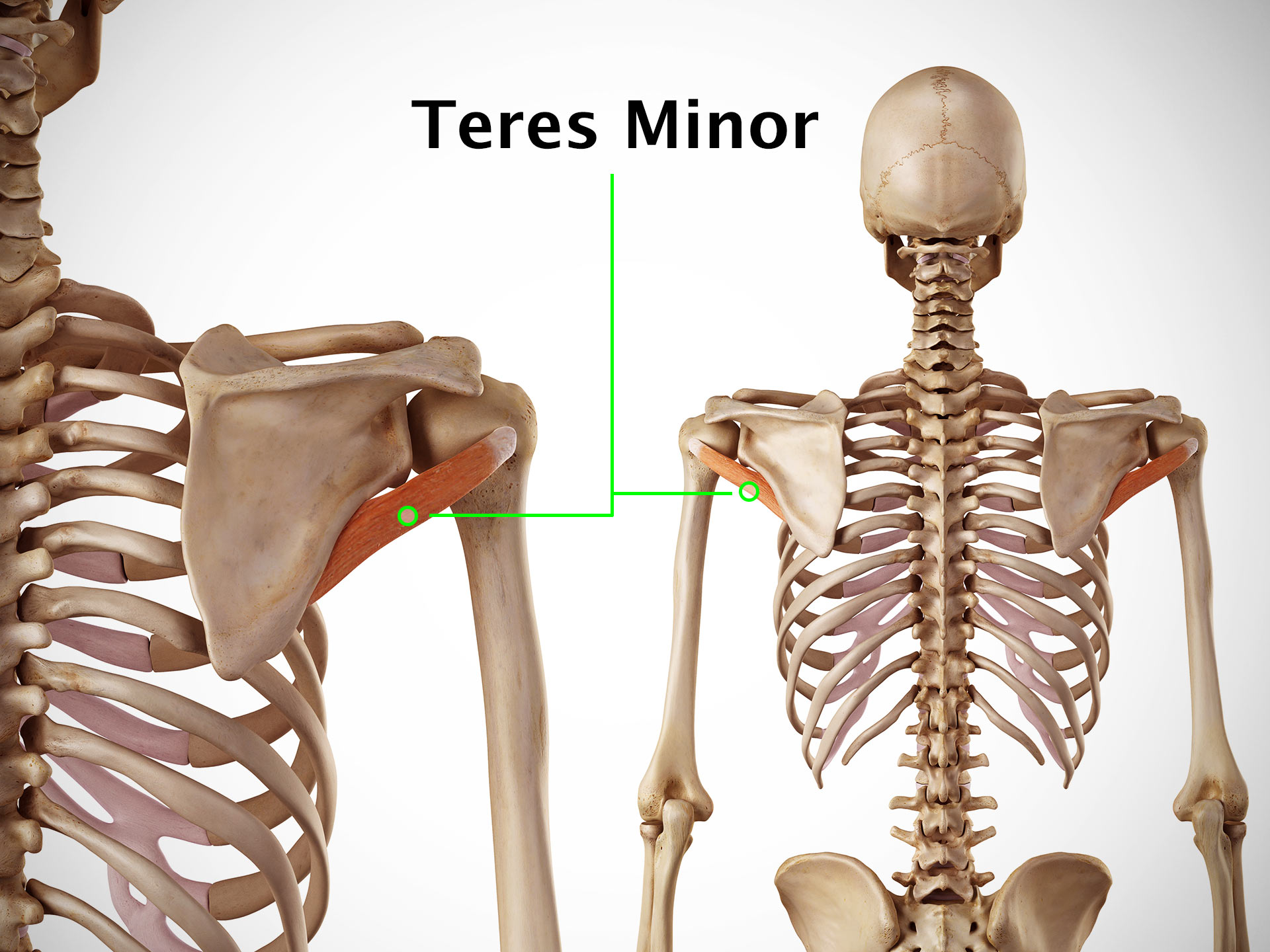 TERES MINOR