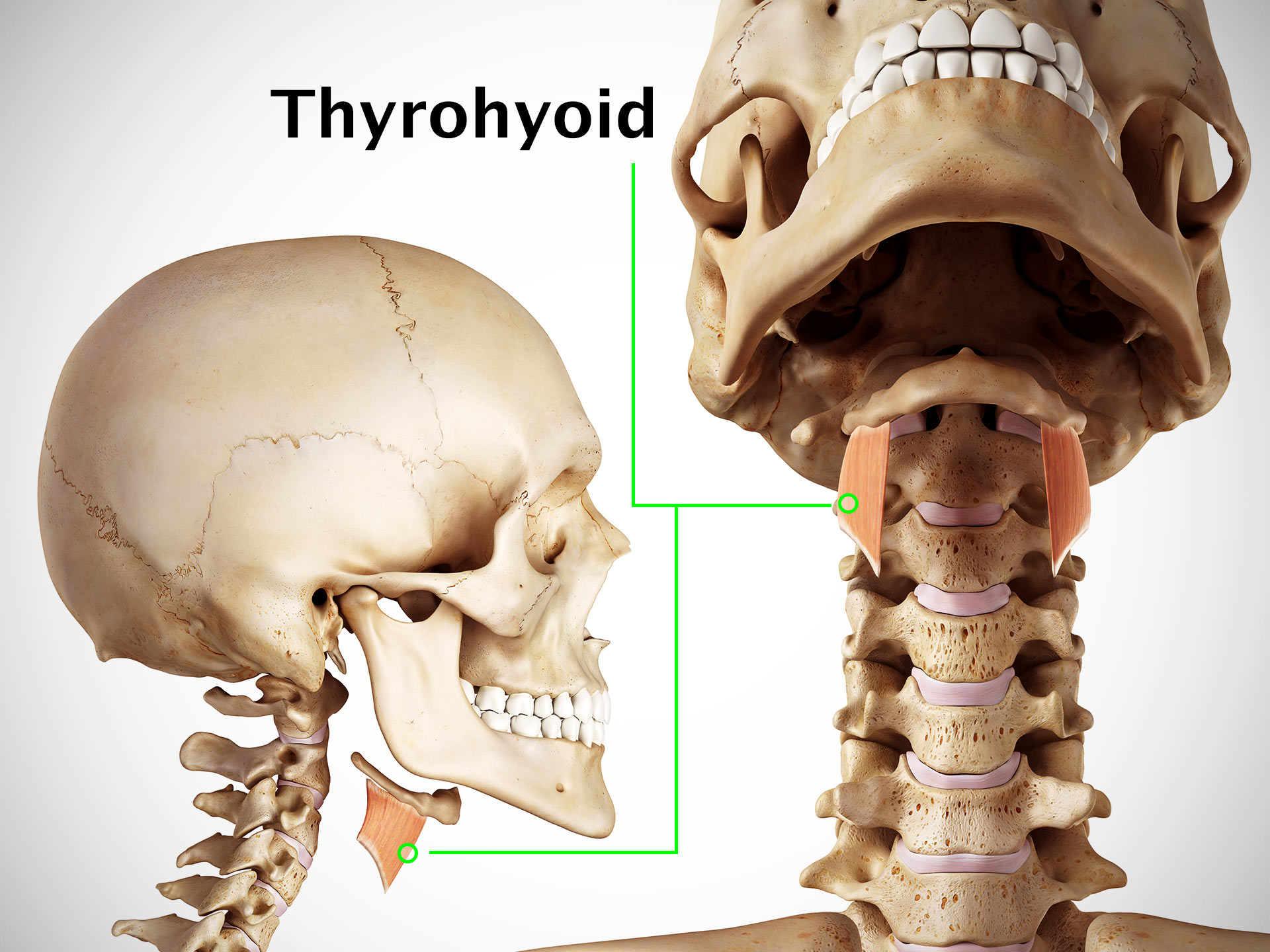 THYROHYOID