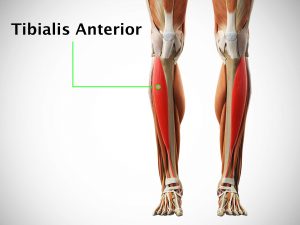 TIBIALIS ANTERIOR