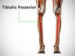 TIBIALIS POSTERIOR