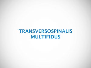 TRANSVERSOSPINALIS MULTIFIDUS