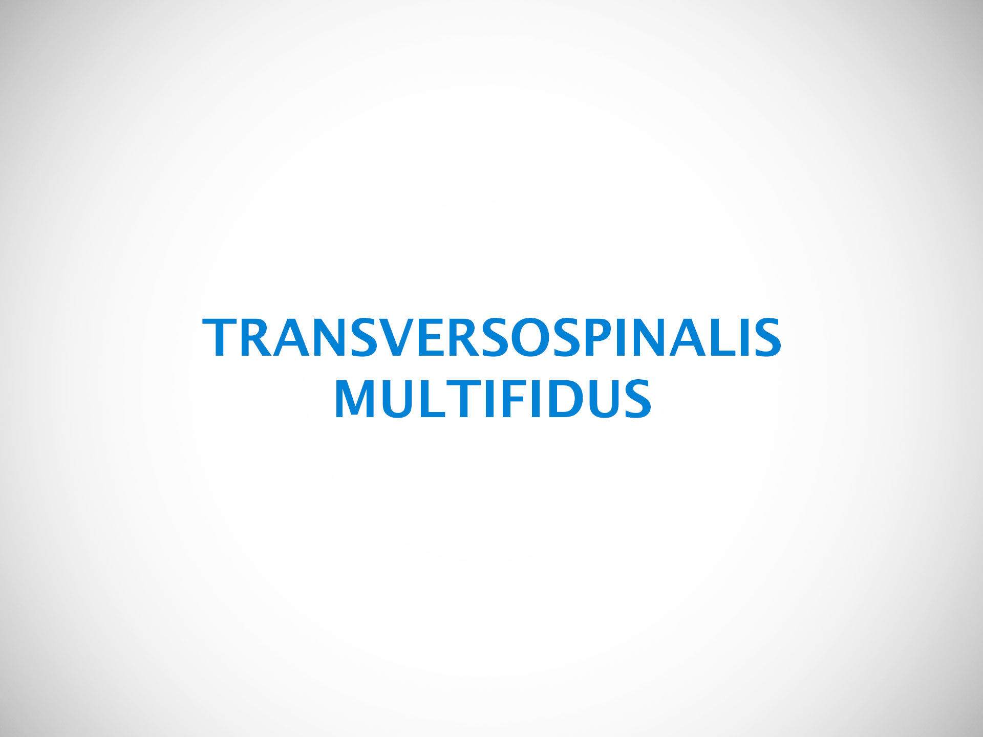 TRANSVERSOSPINALIS MULTIFIDUS