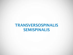 TRANSVERSOSPINALIS SEMISPINALIS