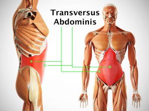 TRANSVERSUS ABDOMINIS