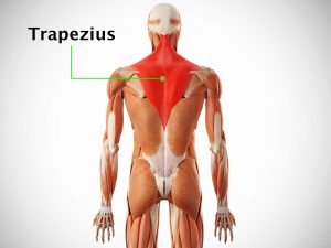 TRAPEZIUS