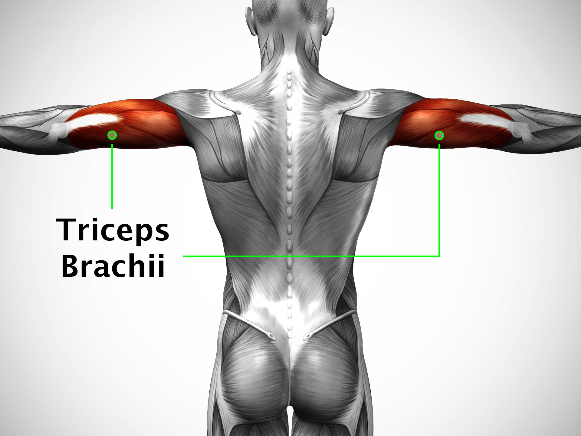 TRICEPS BRACHII