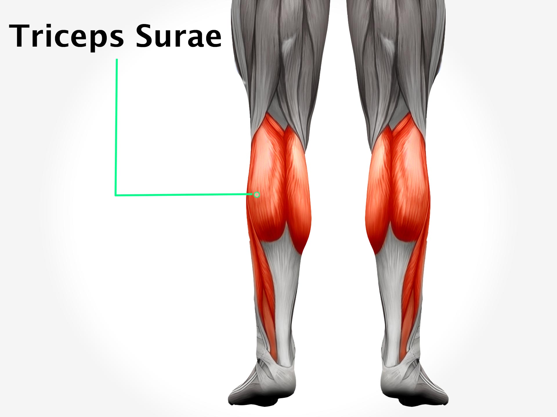 TRICEPS SURAE