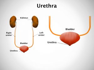 URETHRA