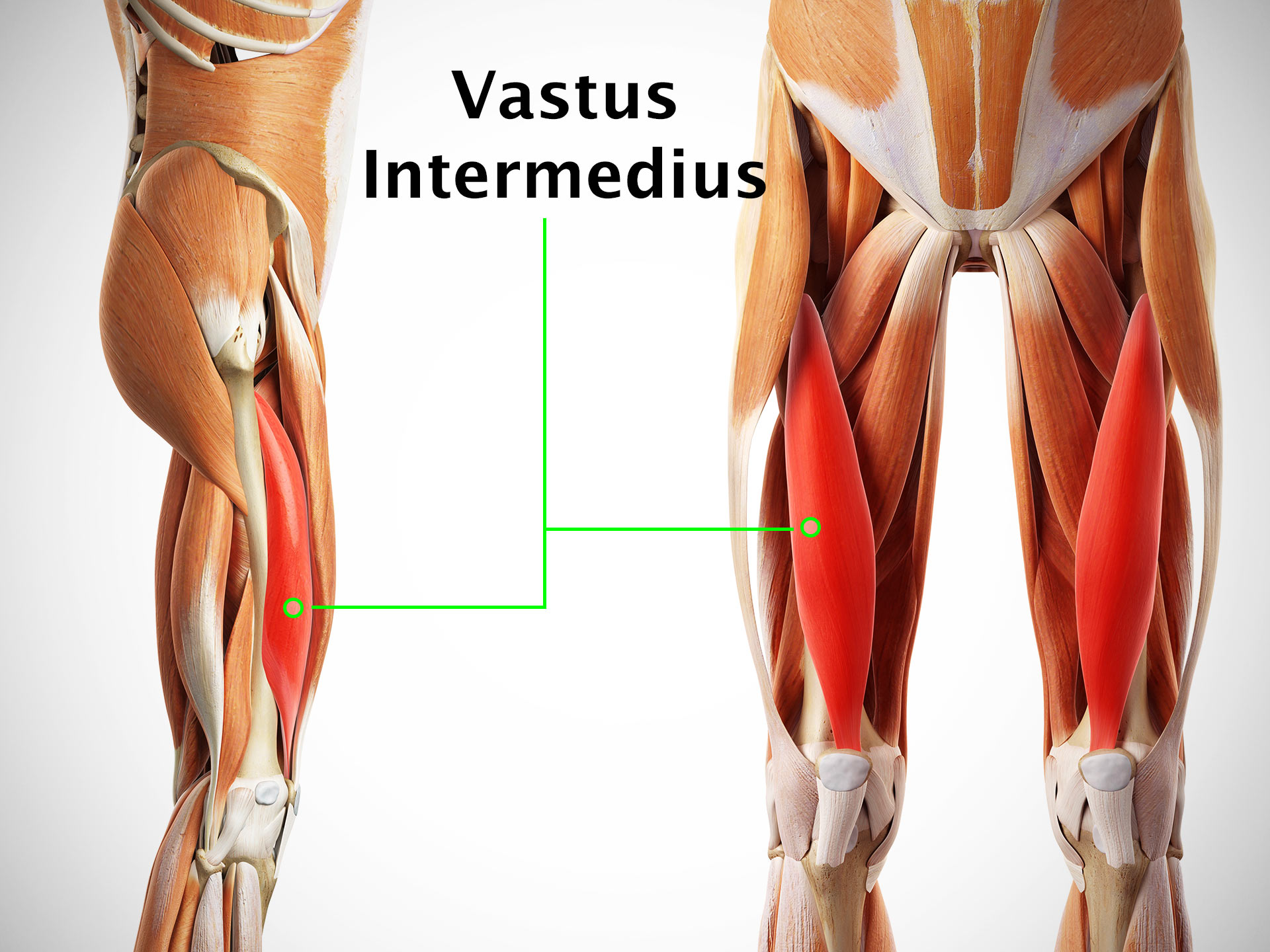 VASTUS INTERMEDIUS