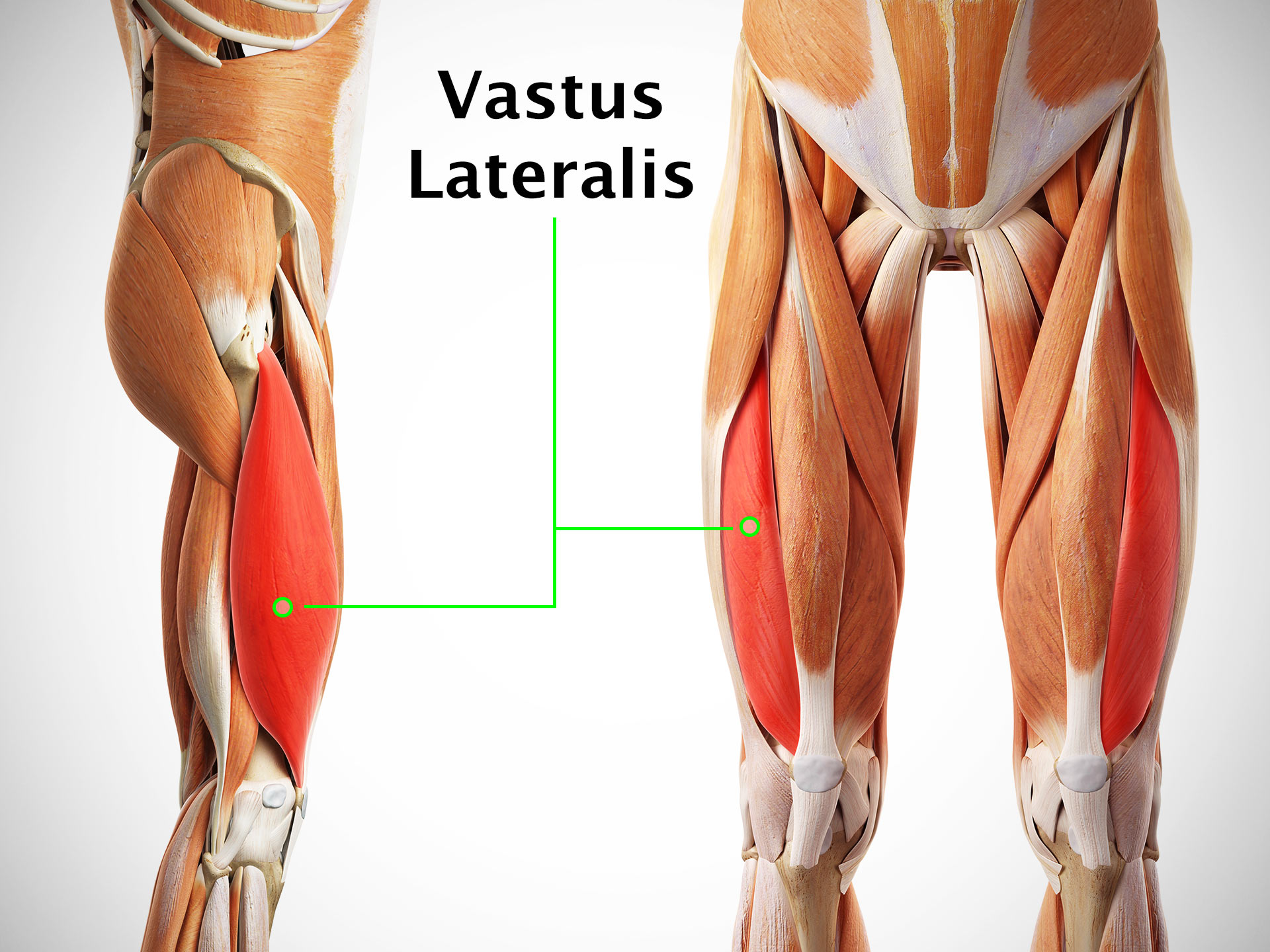 VASTUS LATERALIS