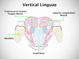 VERTICAL LINGUAE