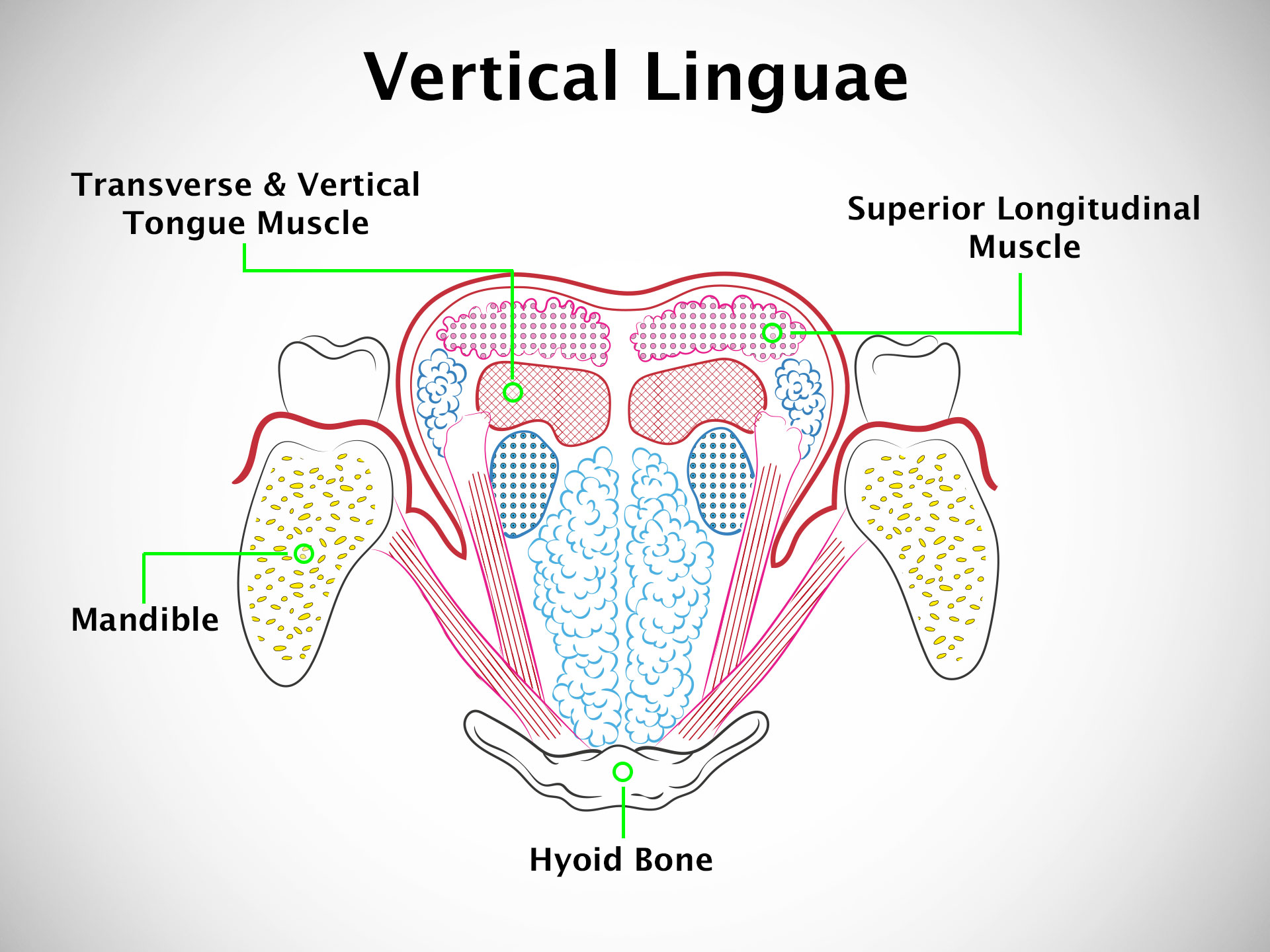 VERTICAL LINGUAE