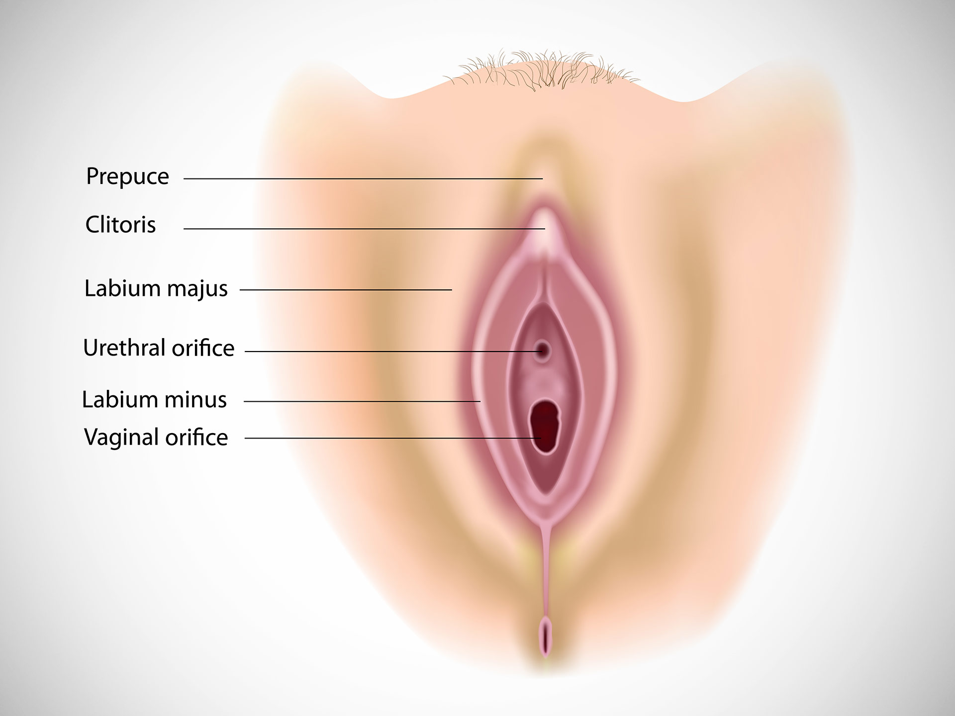 VULVA