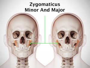 ZYGOMATICUS MINOR AND MAJOR