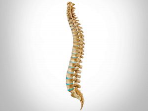 Amazing facts about the spine