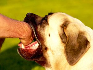 Animal bites and treatment