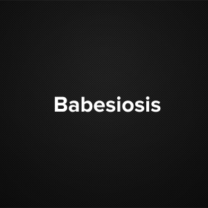 Babesiosis