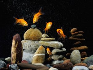 Can an aquarium help you beat stress?