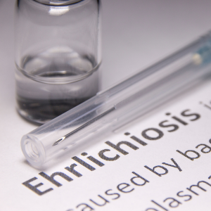 Ehrlichiosis