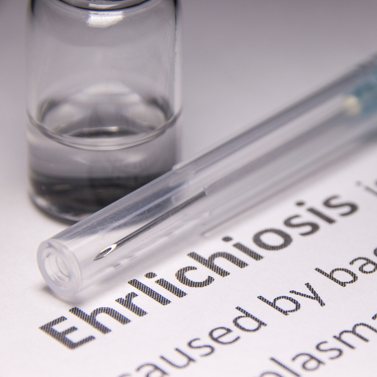 Ehrlichiosis