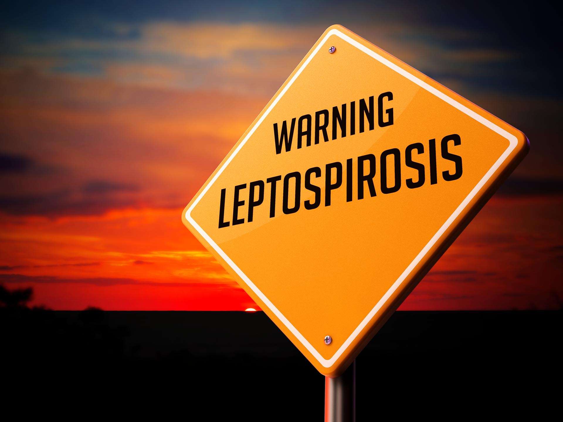 The swamp field fever-Leptospirosis