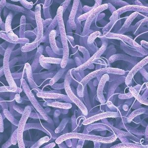 Vibrio vulnificus infection