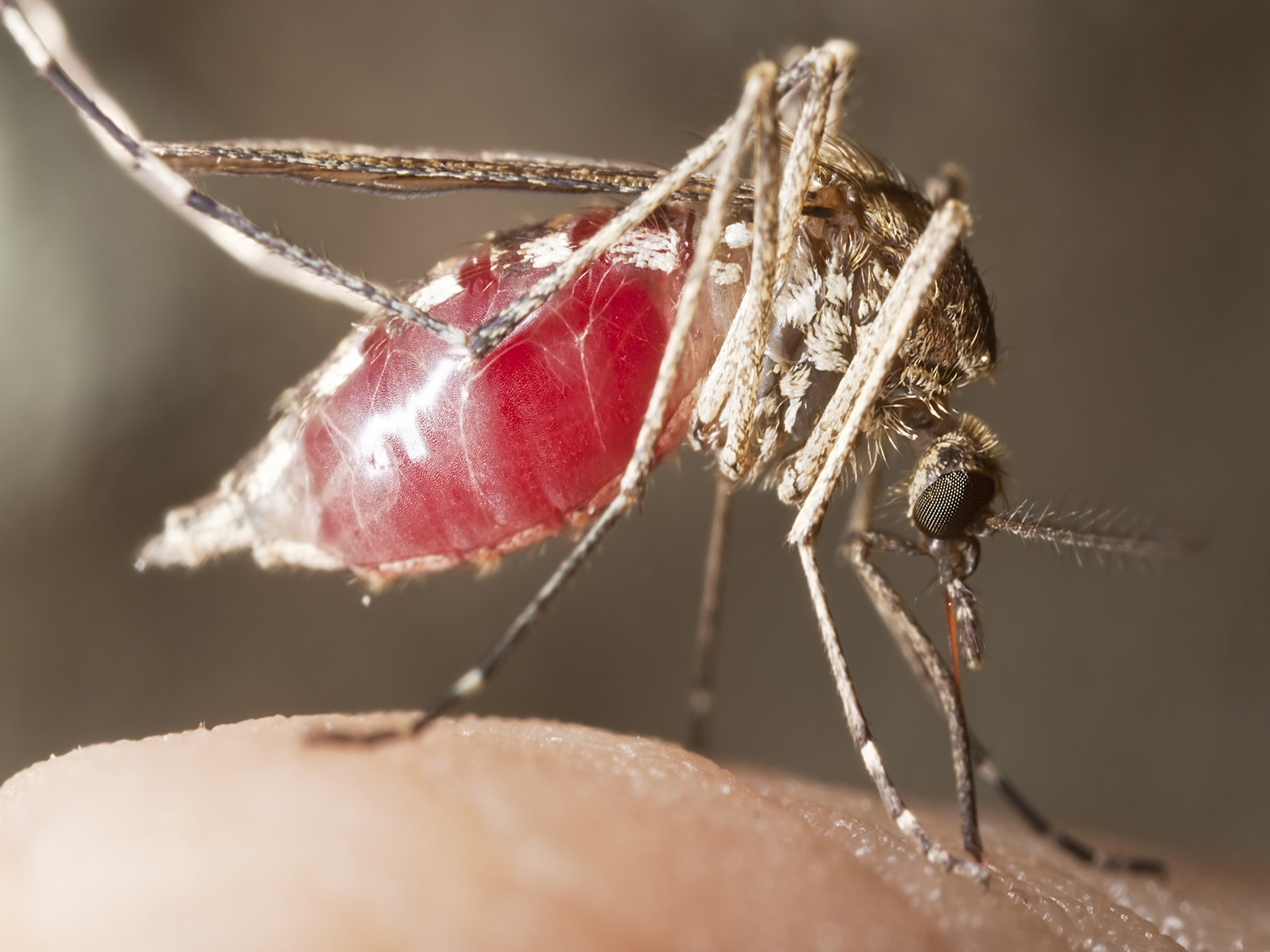 Malaria – A brief