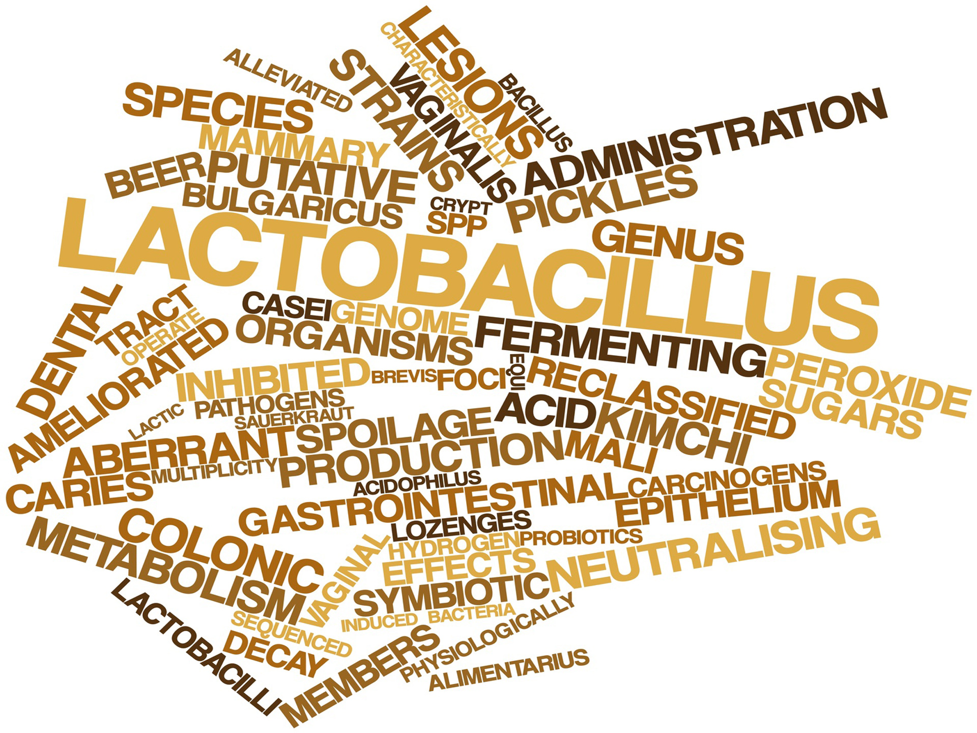 Benefits of Lactobacillus acidophilus